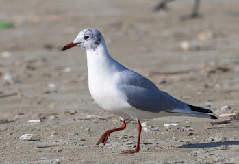 Close-up of the profile of a seagull walking on the sand
