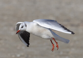 Close-up of a Black-headed gull (Chroicocephalus ridibundus) in its breeding plumage, in flight