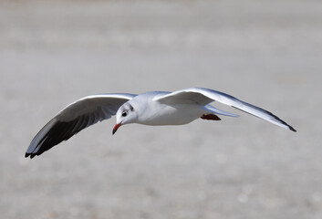 Close-up of a Black-headed gull (Chroicocephalus ridibundus), shown in its non-breeding or winter plumage in flight