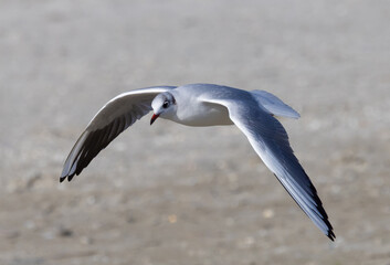 Close-up of a seagull in flight