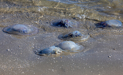 Some dead jellyfish on the beach