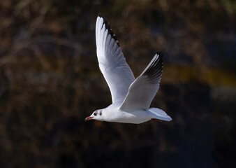 A Black Headed gull in non breeding (winter) plumage in flight. Close-up of a Chroicocephalus Ridibundus gull flying