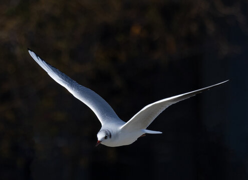 Close-up of a Black-headed gull (Chroicocephalus ridibundus) in its breeding plumage, in flight - Powered by Adobe