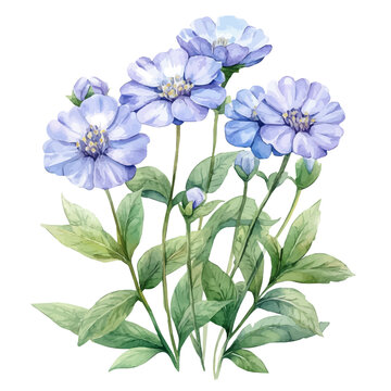 watercolor of Candytuft Flower draw graphic, isolated on a white background.