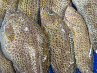 Several freshly caught Areolate Grouper fish, also known as flower grouper or yellowspotted rockcod. 