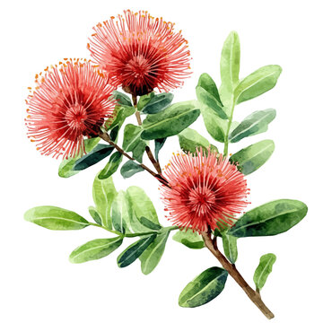 watercolor of Calliandra Flower painting, isolated on a white background.