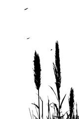 A serene nature silhouette featuring tall grass and distant birds against a bright sky, perfect for backgrounds, wall art, posters, minimal designs, and creative nature-themed projects.