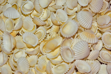 Detailed Natural Shell Texture for Minimal Design Backgrounds