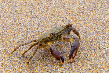 Close-up of a marbled rock crab (Pachygrapsus marmoratus), also known as a marbled crab on the sand
