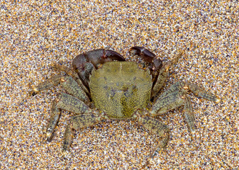 Close-up of a marbled rock crab (Pachygrapsus marmoratus), also known as a marbled crab on the sand