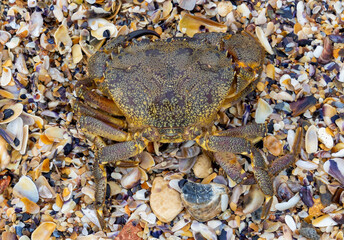 Close-up of a marbled rock crab (Pachygrapsus marmoratus), also known as a marbled crab on the sand
