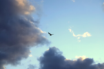 Fototapeta premium Seagull flying against blue dramatic cloudy sky.