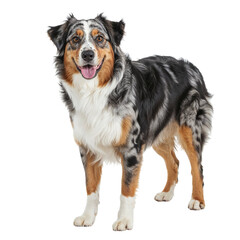 Australian shepherd dog standing and looking forward isolated on transparent background