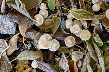 close up of frozen leaves
