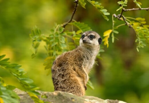 meerkat on the lookout