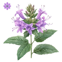 watercolor of Bee Balm Flower, vector, isolated on a white background.