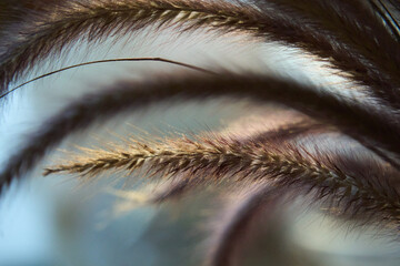 Close-up of delicate, feathery grasses backlit by soft sunlight, creating a dreamy and ethereal...