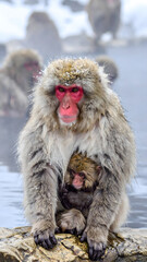 Naklejka premium Japanese Macaques in Thermal Pool with Snow 
