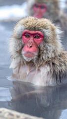 Obraz premium Japanese Snow Monkeys in Hot Spring Bath 