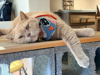 A lazy cat wearing an adorable bib lies peacefully on its stomach