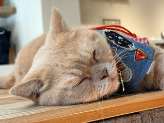 A lazy cat wearing an adorable bib lies peacefully on its stomach