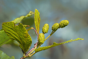 Green alder seed pots