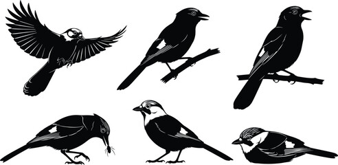 Set of detailed bird silhouettes vector, featuring flying, perched, and feeding poses, black and white illustration for nature, wildlife design, and logo usage.