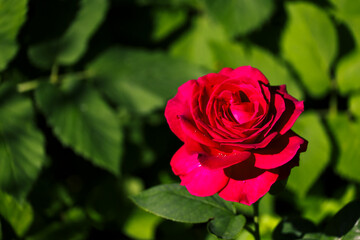 A close-up of a red hybrid tea rose flower. A beautiful, colorful floral garden background