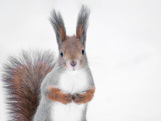 Squirrel looking at the camera in a winter forest
