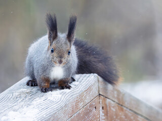 A squirrel sitting on a wooden railing in a winter forest