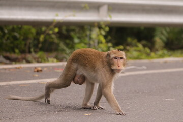  태국 방센 카오삼묵 원숭이산에서 만난...아스팔트 도로위에서 구걸하는 느낌 원숭이들의 다양한 행동패턴, 표정, 눈짓, 상호관계,  © rokacaptain