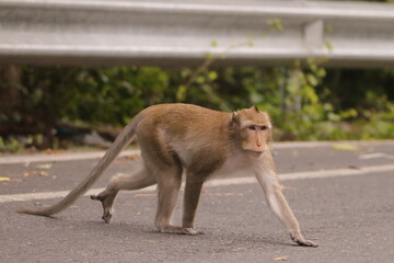  태국 방센 카오삼묵 원숭이산에서 만난...아스팔트 도로위에서 구걸하는 느낌 원숭이들의 다양한 행동패턴, 표정, 눈짓, 상호관계,  © rokacaptain