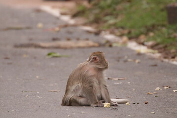  태국 방센 카오삼묵 원숭이산에서 만난...아스팔트 도로위에서 구걸하는 느낌 원숭이들의 다양한 행동패턴, 표정, 눈짓, 상호관계,

