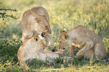 Two teenage lion cubs being scolded