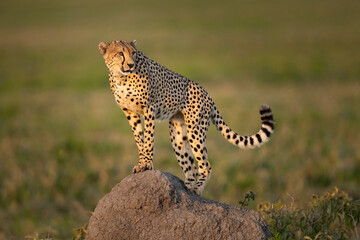 Cheetah standing on a rock on the lookout