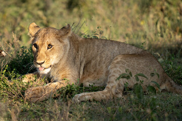 Lion cub with the shun on his face in the morning