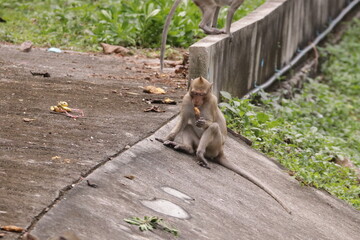  태국 방센 카오삼묵 원숭이산에서 만난...아스팔트 도로위에서 구걸하는 느낌 원숭이들의 다양한 행동패턴, 표정, 눈짓, 상호관계,  © rokacaptain