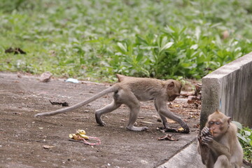  태국 방센 카오삼묵 원숭이산에서 만난...아스팔트 도로위에서 구걸하는 느낌 원숭이들의 다양한 행동패턴, 표정, 눈짓, 상호관계,
