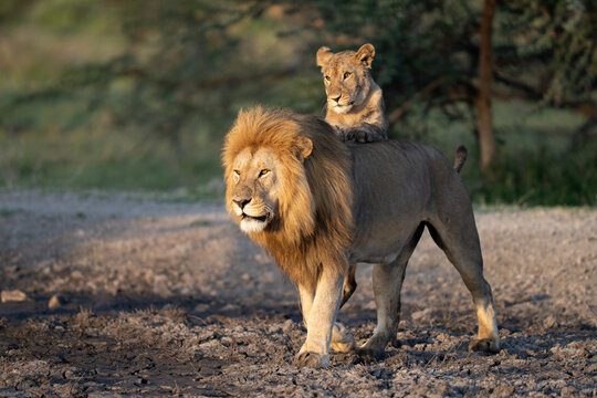 Lion cub standing up with paws on a male's back