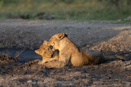 Lioness and cub playing in the mud