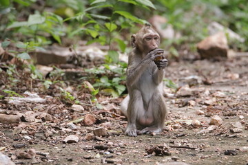  태국 방센 카오삼묵 원숭이산에서 만난...아스팔트 도로위에서 구걸하는 느낌 원숭이들의 다양한 행동패턴, 표정, 눈짓, 상호관계,  © rokacaptain