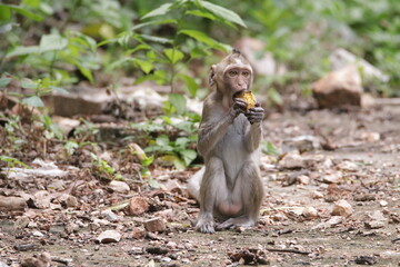  태국 방센 카오삼묵 원숭이산에서 만난...아스팔트 도로위에서 구걸하는 느낌 원숭이들의 다양한 행동패턴, 표정, 눈짓, 상호관계,
