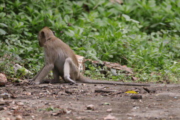  태국 방센 카오삼묵 원숭이산에서 만난...아스팔트 도로위에서 구걸하는 느낌 원숭이들의 다양한 행동패턴, 표정, 눈짓, 상호관계,
