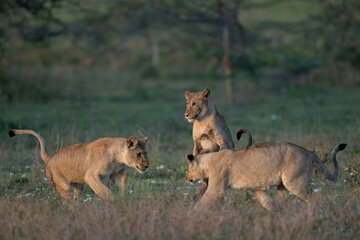 Teenage lion cubs playing in the mornng light