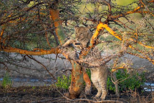 Lion cub playing in a thorn tree