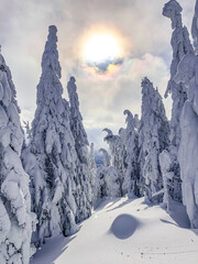 winter landscape in the mountains, Krkono&scaron;e