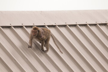 원숭이들의 다양한 행동패턴, 표정, 눈짓, 상호관계, 태국 방센 카오삼묵 산정상 지붕위에서...  © rokacaptain