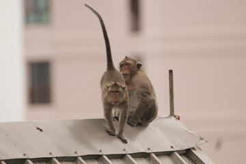 원숭이들의 다양한 행동패턴, 표정, 눈짓, 상호관계, 태국 방센 카오삼묵 산정상 지붕위에서...  © rokacaptain