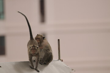 원숭이들의 다양한 행동패턴, 표정, 눈짓, 상호관계, 태국 방센 카오삼묵 산정상 지붕위에서...  © rokacaptain