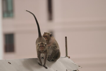 원숭이들의 다양한 행동패턴, 표정, 눈짓, 상호관계, 태국 방센 카오삼묵 산정상 지붕위에서...  © rokacaptain